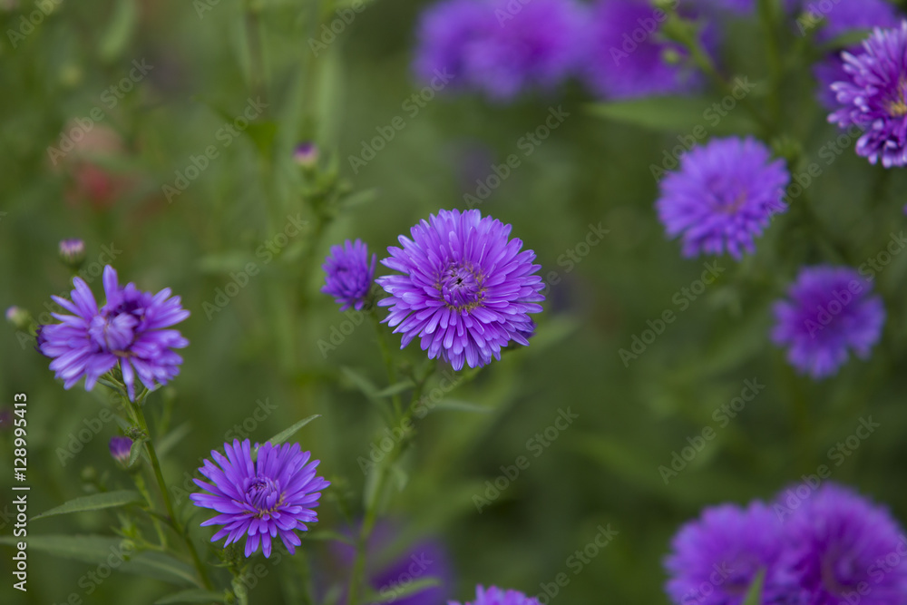 Beautiful purple flowers in a field Beautiful purple flowers in a field