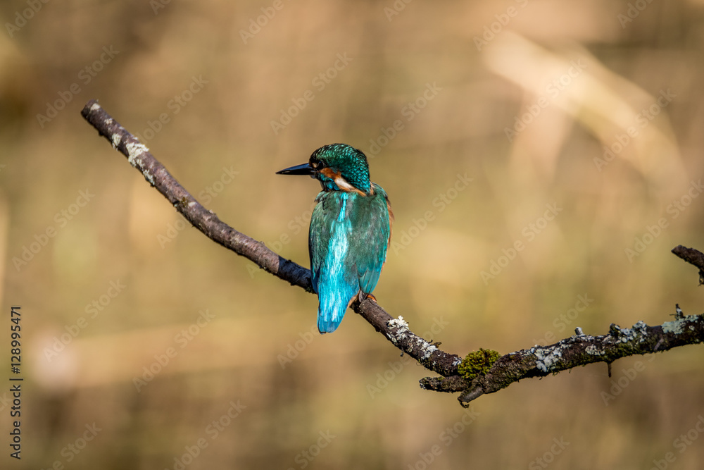 Obraz premium kingfisher