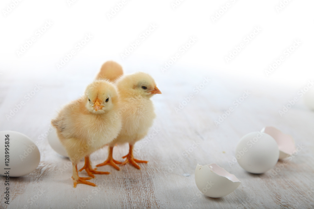 Fluffy little yellow chickens and eggs on a  wooden background.