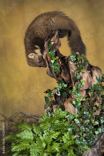 The European pine marten (Martes martes), known most commonly as the pine marten in Anglophone Europe, and less commonly also known as pineten, baum marten, or sweet marten,  photo