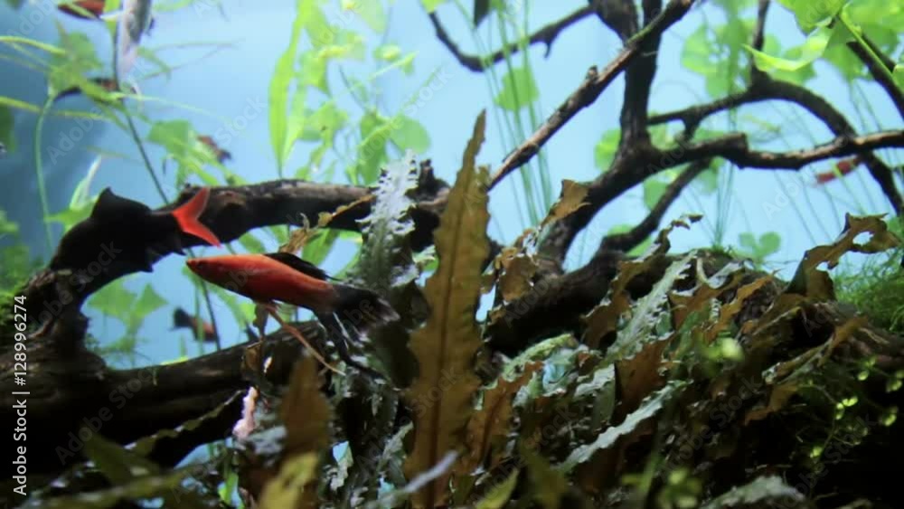 Moscow, RUSSIA - October 19 2016: Coca Cola bottle video rotation. Coca-Cola is a carbonated soft drink sold throughout the world