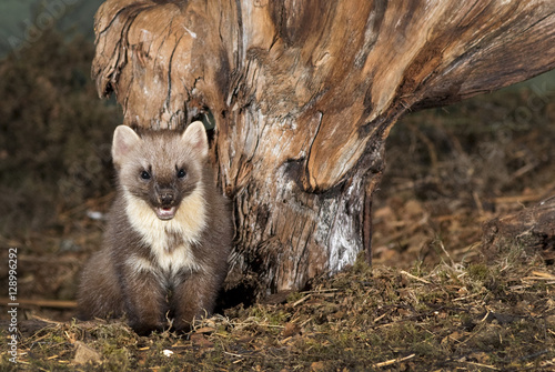 The European pine marten (Martes martes), known most commonly as the pine marten in Anglophone Europe, and less commonly also known as pineten, baum marten, or sweet marten,  photo