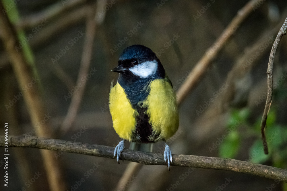great tit great tit
