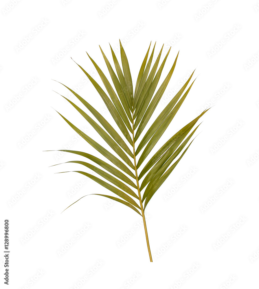 Green leaves of palm tree isolated on white background Green leaves of palm tree isolated on white background