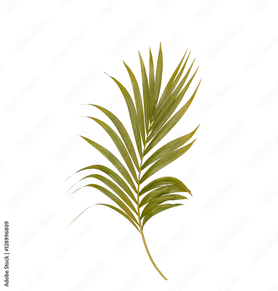 Green leaves of palm tree isolated on white background Green leaves of palm tree isolated on white background