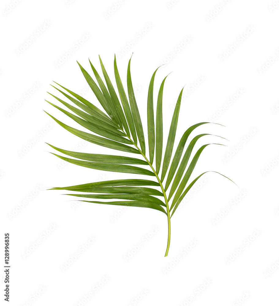 Green leaves of palm tree isolated on white background Green leaves of palm tree isolated on white background