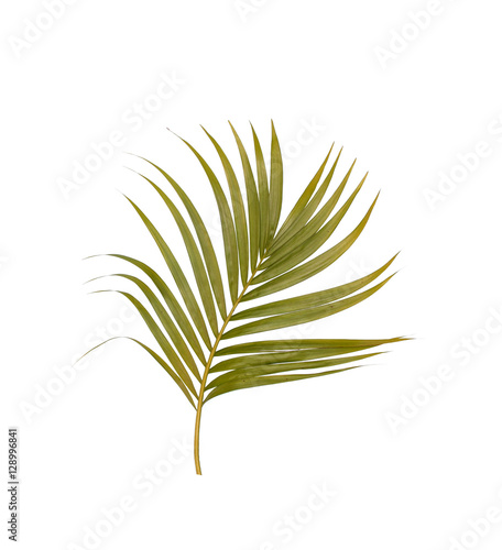 Green leaves of palm tree isolated on white background