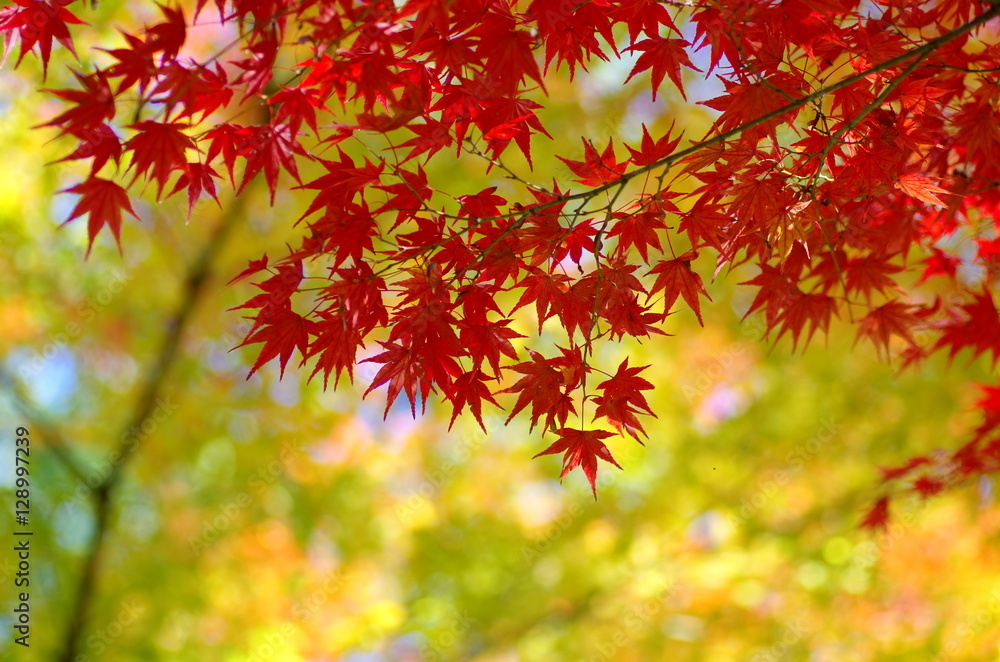 紅葉 塀 紅葉 塀