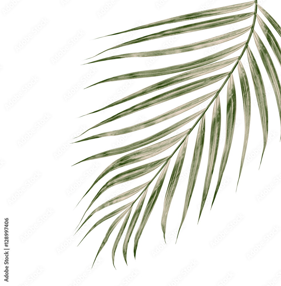 Fototapeta premium Green leaves of palm tree isolated on white background