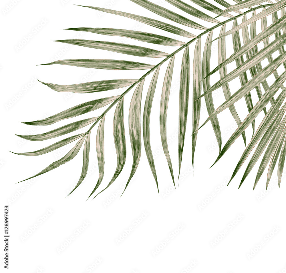 Fototapeta premium Green leaves of palm tree isolated on white background
