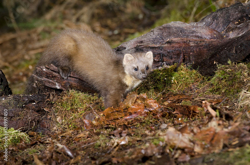 The European pine marten  Martes martes   known most commonly as the pine marten in Anglophone Europe  and less commonly also known as pineten  baum marten  or sweet marten