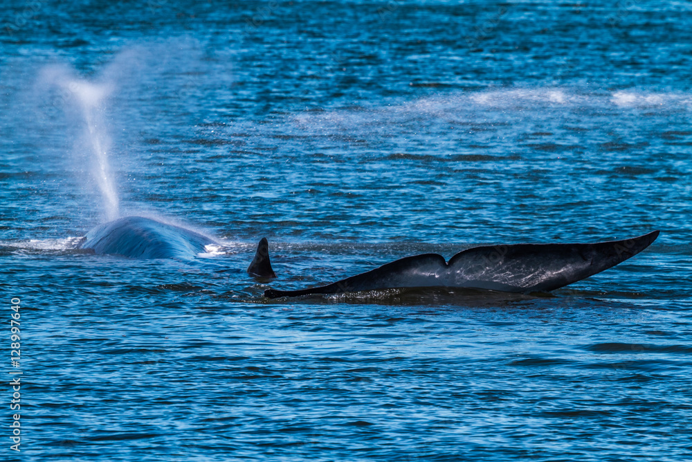 Fototapeta premium Fin Whale, Vejle Fjord in Denmark