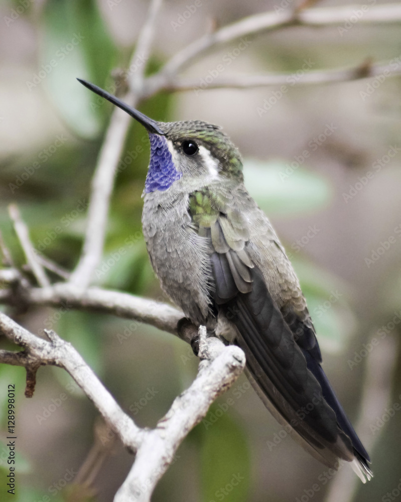Fototapeta premium A Male Blue-throated Hummingbird on a Branch