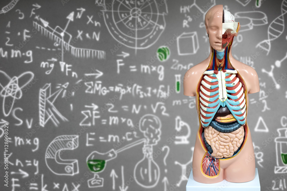 Human anatomy mannequin on the background of chemical formulas Human anatomy mannequin on the background of chemical formulas