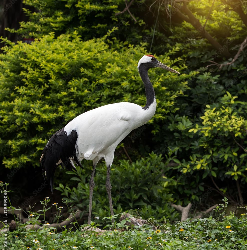 Fototapeta premium Red-Crowned crane