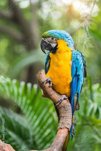 Colourful parrots bird sitting on the perch.