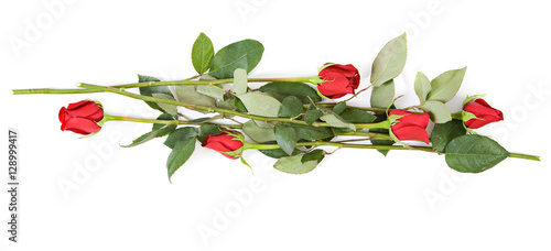 Roses Isolated on White