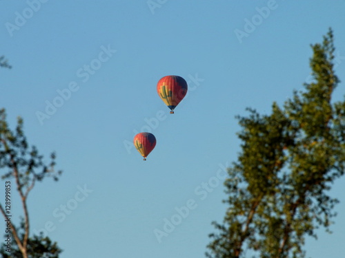Hot Air Balloons through Tree Limbs