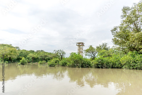 swamp forest ratargul photo