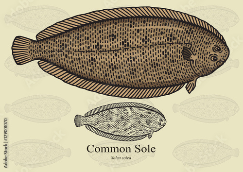 Common Sole, Dover Sole. Vector illustration for artwork in small sizes. Suitable for graphic and packaging design, educational examples, web, etc.