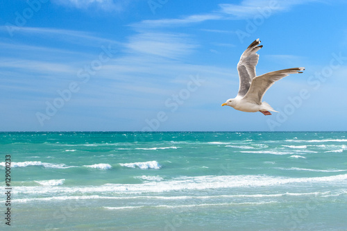 Fototapeta Naklejka Na Ścianę i Meble -  Möwe über dem Meer