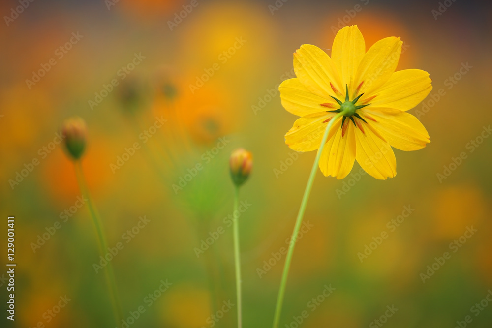 close up of yellow cosmos flower