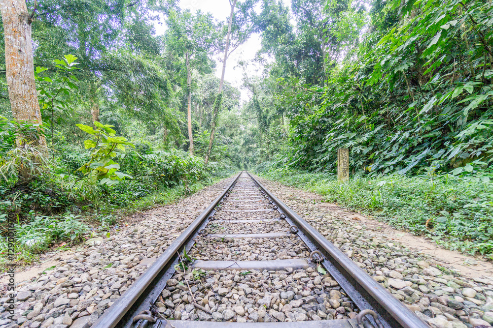 Fototapeta premium green forest in summer