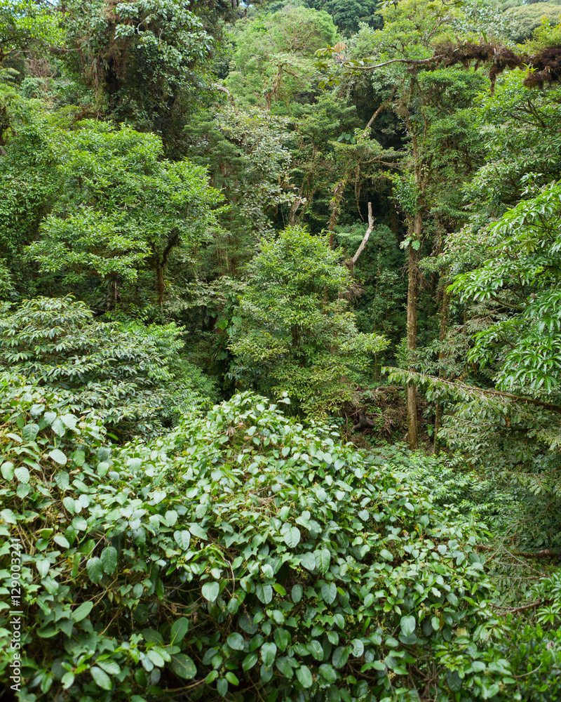 Tree foliage in rainforest