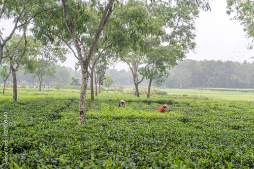 Women picks tea leafs on the tea garden photo