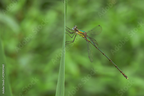 Wallpaper Mural Lestes viridis - libellula su tipha Torontodigital.ca
