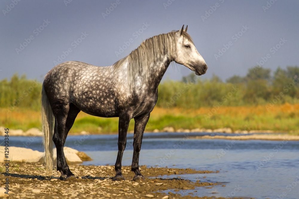Naklejka premium White horse standing in river