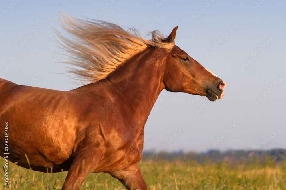 Fototapeta premium Horse with long mane portrait in motion