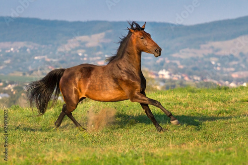 Bay horse run gallop on green grass against beautiful landscape