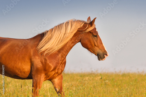 Horse with long mane portrait in motion