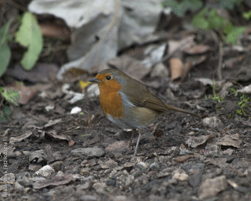 Robin Robin