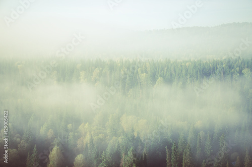 thick morning mist in coniferous forest. coniferous trees, thickets of green forest.