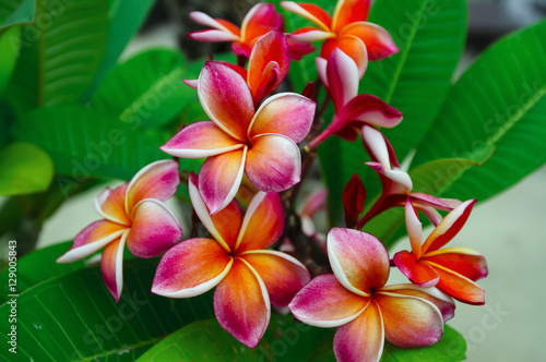 Flower meanings plumeria close up