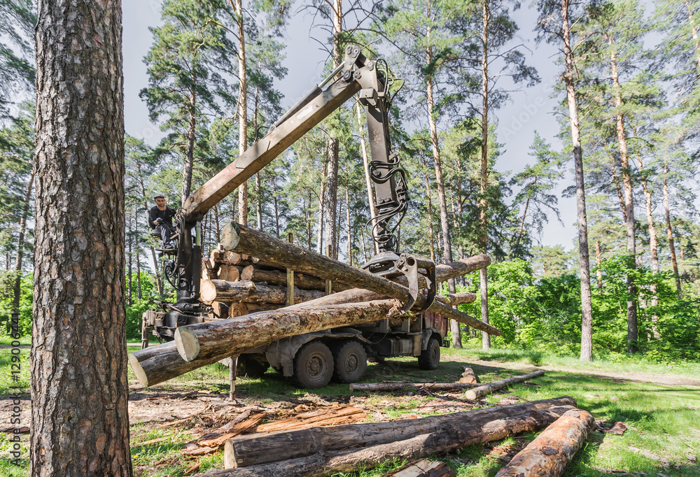 Fototapeta premium timber carrier