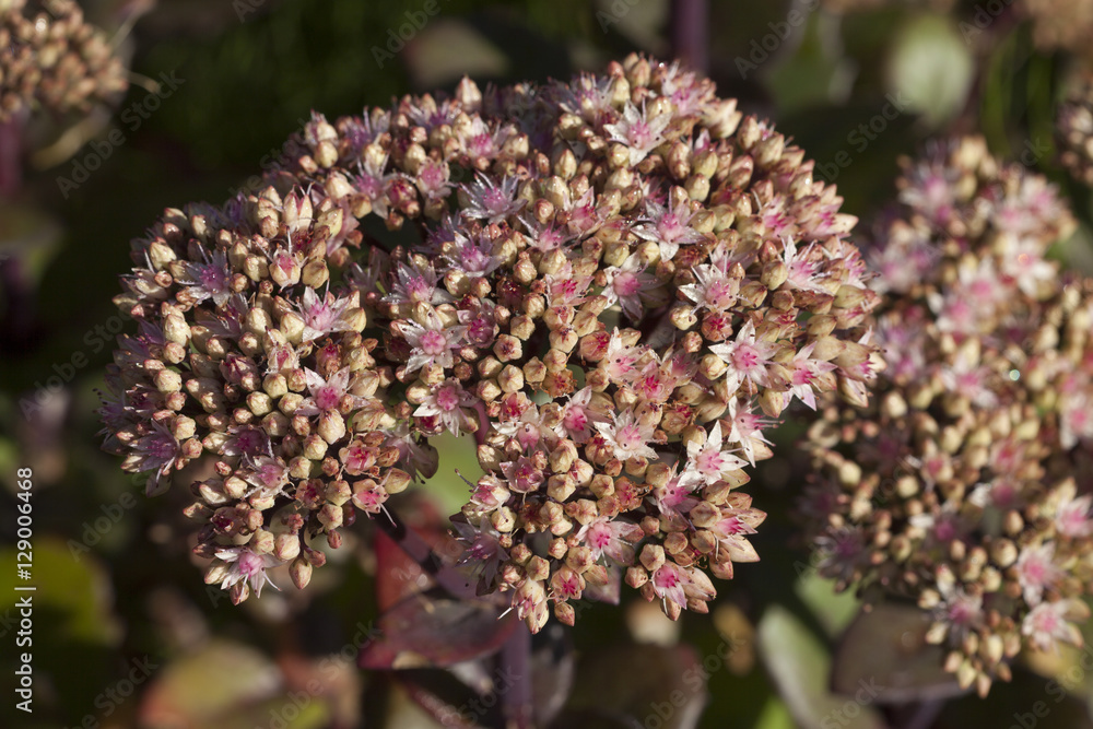 Fototapeta premium Fetthenne, (Sedum), Nordrhein-Westfalen, Deutschland