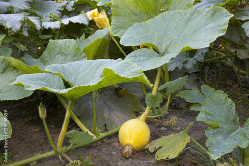 Zucchini, (Cucurbita pepo subsp. pepo convar. giromoutiina),  Nordrhein-Westfalen, Deutschland photo