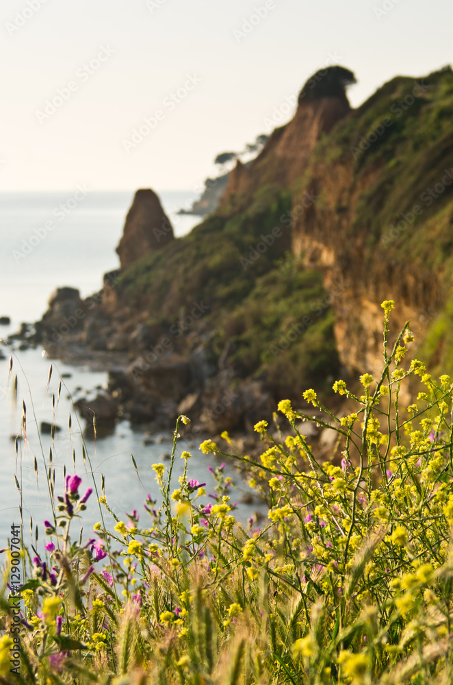 Wild flowers and a rocky coast at sunrise in Chalkidiki, Greece