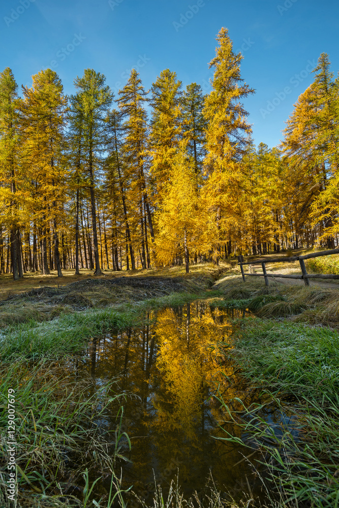 Forêt de Mélèze dans le Queyras