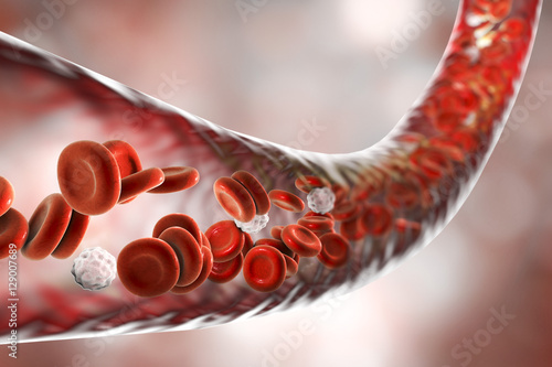 Blood vessel with flowing erythrocytes and leukocytes photo