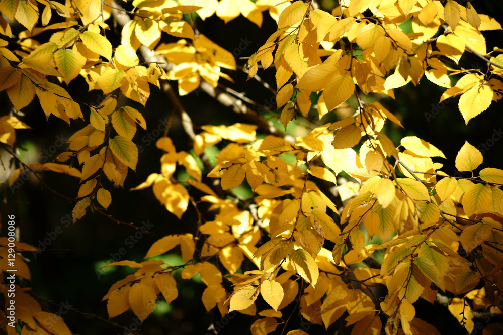 Obraz premium Herbstblätter Zucker-Birke / Die leuchtend gelben Herbstblätter einer Zucker-Birke im Herbst.