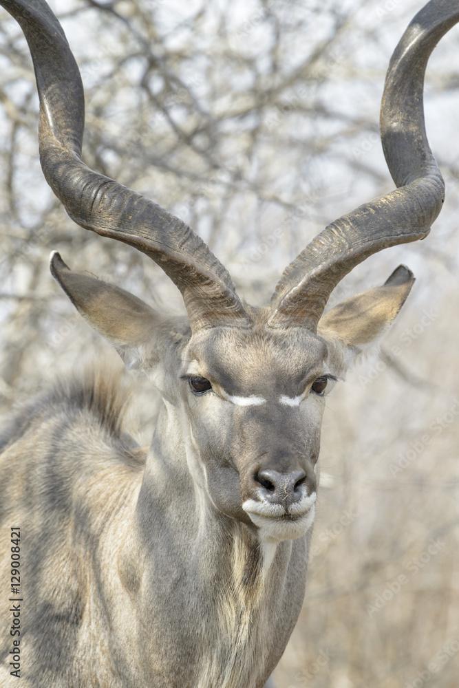 Male greater kudu (Tragelaphus strepsiceros), Kruger National Park, South Africa