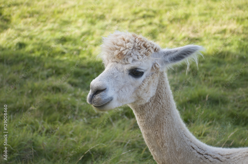 Full white llama/ Lama glama baby head on green summer background Full white llama/ Lama glama baby head on green summer background