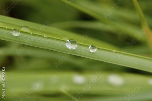 Large dew drops closeup Macro on Fresh green blade of grass, Nature green Background