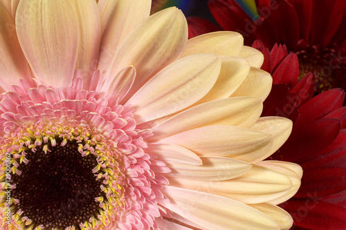 Gerbera Flower Closeup