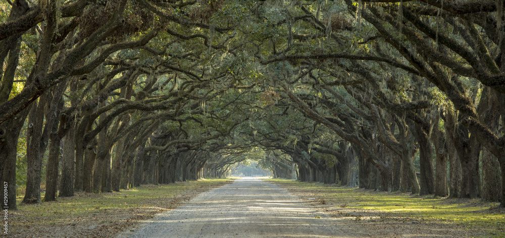 Obraz premium Aleja dębów w Ameryce Południowej