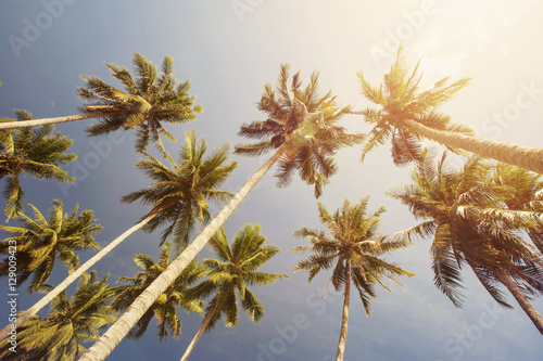 Coconut Palm trees in tropic paradise sky. Summer beach Vacation background, freedom, tropical travel